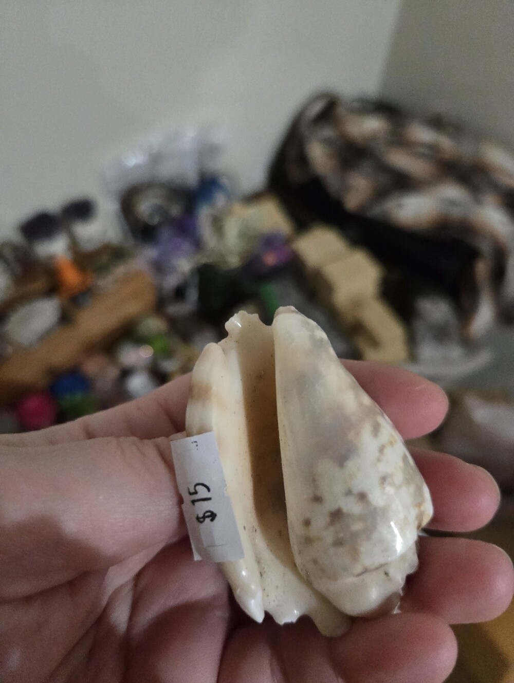 ONE Silver Conch Shell From Maine - Picture 3 of 4
